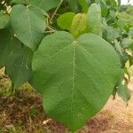 Croton urucurana Leaf