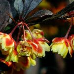 Berberis thunbergii Цветок
