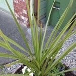 Cordyline indivisa Levél