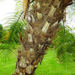 Phoenix roebelenii Rinde