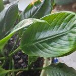Spathiphyllum blandum Φύλλο