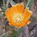 Opuntia tomentosa Blüte