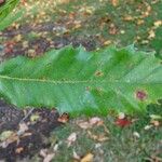 Quercus x hispanica Leht
