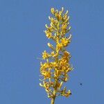 Vochysia tucanorum Flower