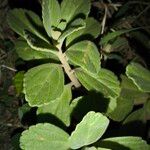 Coleus neochilusFolio