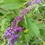 Buddleja davidiiCvet