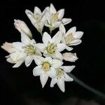 Nothoscordum gracile Květ
