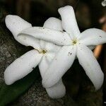 Atractocarpus sessilifolius Blomst