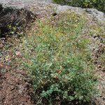 Corydalis sempervirens Alkat (teljes növény)