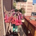 Kalanchoe daigremontiana Λουλούδι