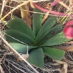 Ammocharis tinneana Φύλλο
