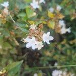 Vesalea grandifolia Blomma