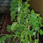 Amaranthus graecizans पत्ता
