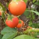 Solanum capsicoides Gyümölcs