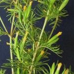 Tagetes filifolia その他の提案