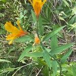 Alstroemeria aurea पत्ता