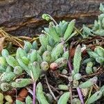 Crassothonna capensis Leaf