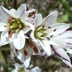 Nothoscordum gracile Flower