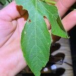 Passiflora incarnata Fuelha