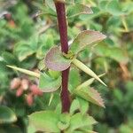 Berberis aetnensis Bark