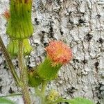 Crassocephalum crepidioides Blüte