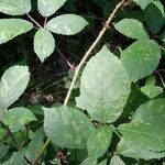 Rubus questieri Blad