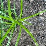 Carex muskingumensis 葉