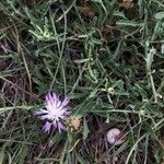 Centaurea aspera Virág