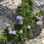 Globularia repens Fleur