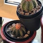 Melocactus matanzanus Blüte