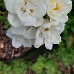 Rosa banksiae 花
