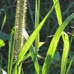 Setaria pumila Blatt