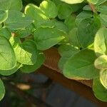 Origanum majorana List