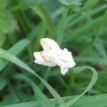 Allium paradoxum Blomma