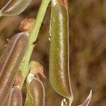 Crotalaria rogersii Φρούτο