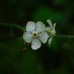 Andersonglossum virginianum Flower