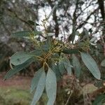 Eucalyptus ovata Hoja