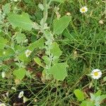 Chenopodium opulifolium Leaf