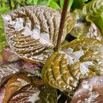 Pseuderanthemum alatum Hoja