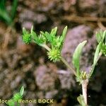 Ranunculus lateriflorus Drugo