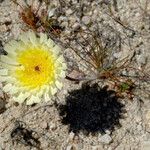 Malacothrix californica Flower
