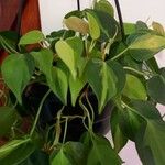 Philodendron cordatum Yaprak