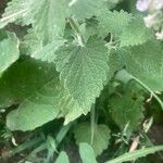 Nepeta cataria Leaf