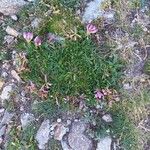 Trifolium alpinum ᱛᱟᱦᱮᱸ