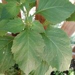 Physalis philadelphica Leaf