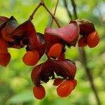 Euonymus latifolius Flower