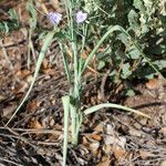 Tradescantia occidentalis Elinympäristö