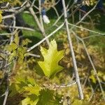 Quercus kelloggii Leaf