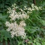 Filipendula ulmaria Blüte