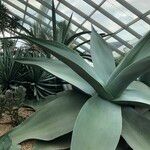 Agave guiengola Hábito